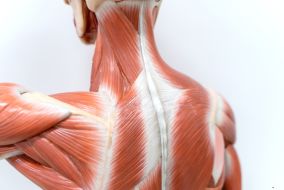 cervical mmt