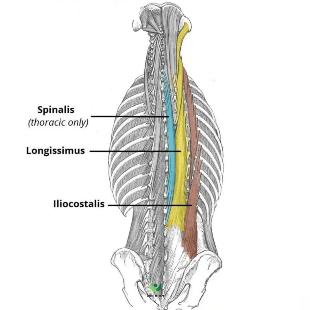 muscles of spine