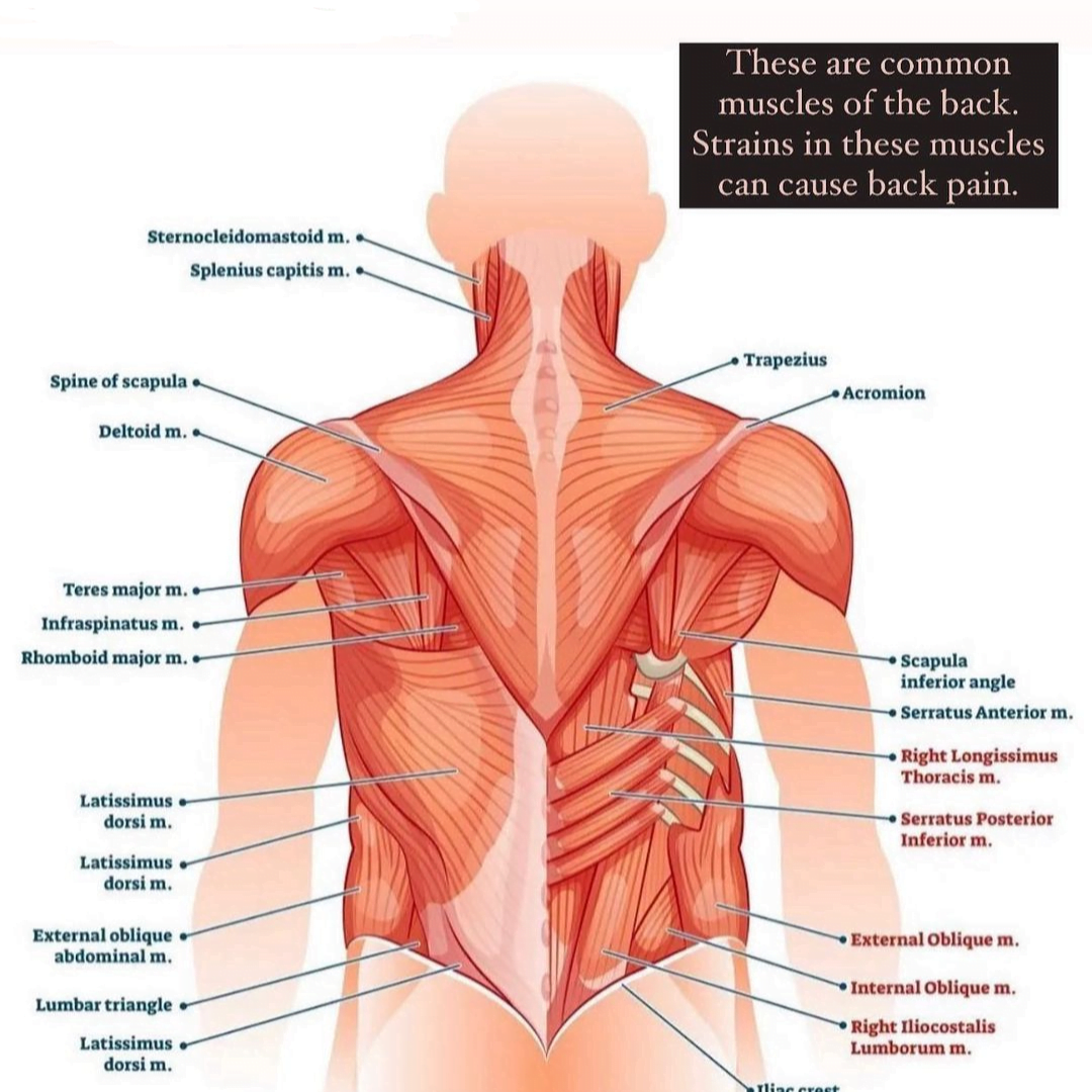 muscles of back